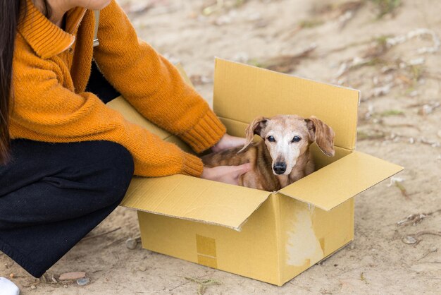 Foto laat de hond in de papieren doos.