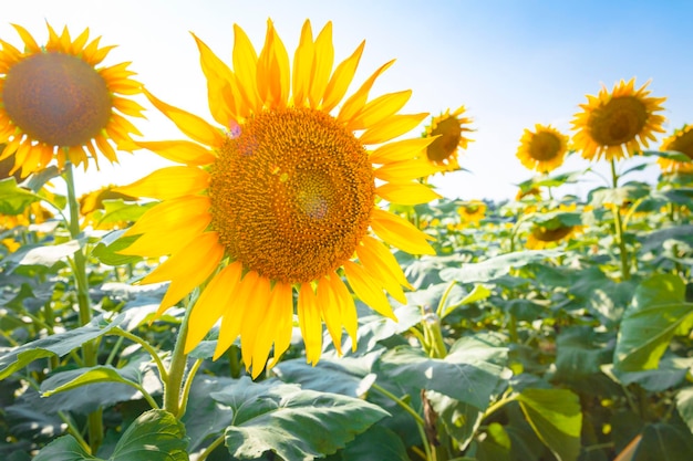 Laat het prachtige landschap dicht bij de natuur eten en genieten van het leven