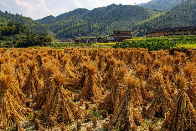 Laat het prachtige landschap dicht bij de natuur eten en genieten van het leven