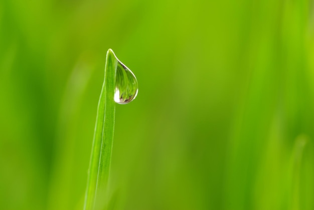 Laat vallen op gras