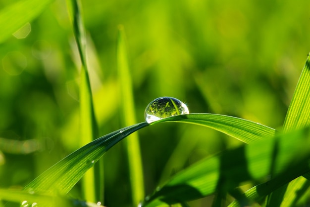 Laat vallen op gras