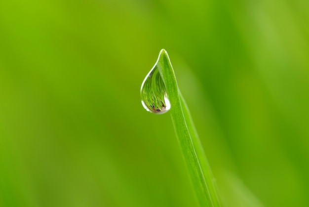 Laat vallen op gras