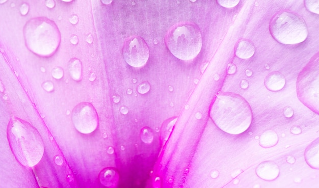 Laat water vallen op roze bloemclose-up