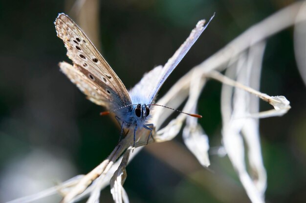 Foto laatblauwvlieg