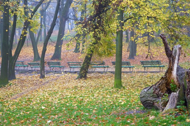 Laatste gebladerte, voetpad en banken in het mistige stadspark in de herfst