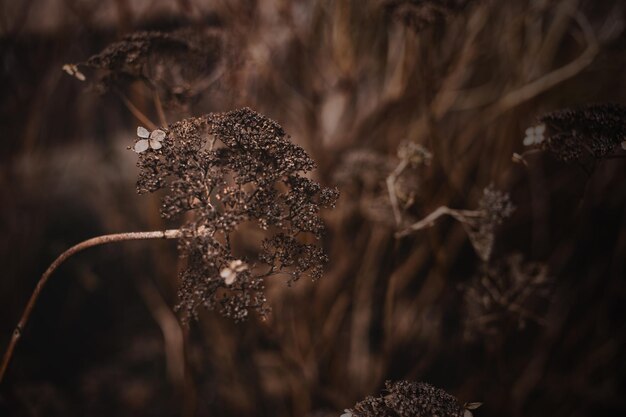 laatste herfstbloem op een tak op een bruine achtergrond in de tuin