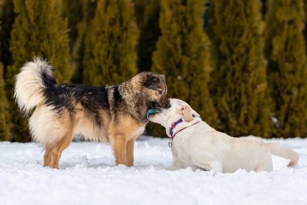 lab lies on the snow and holds ball in teeth and mongrel leaned her head against head of labrador