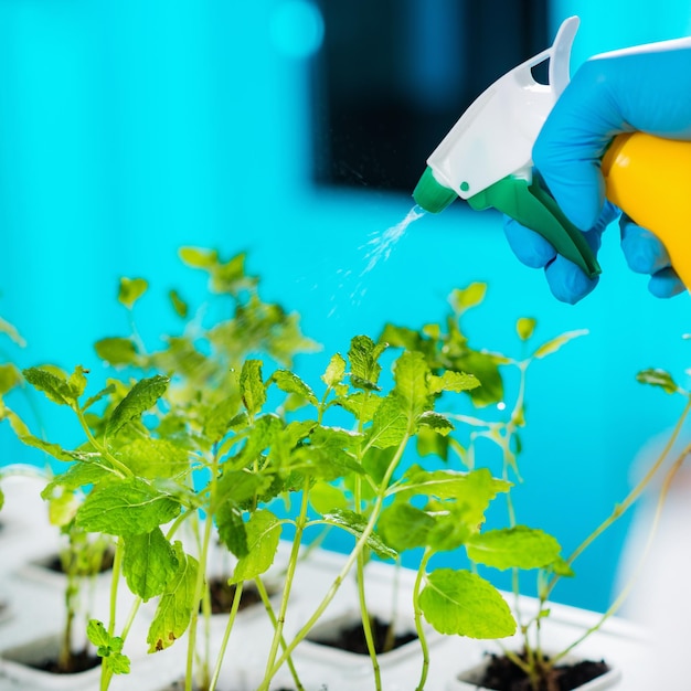 Lab Technician Spraying Plants