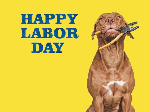 LABOR DAY Lief bruin puppy en handgereedschap