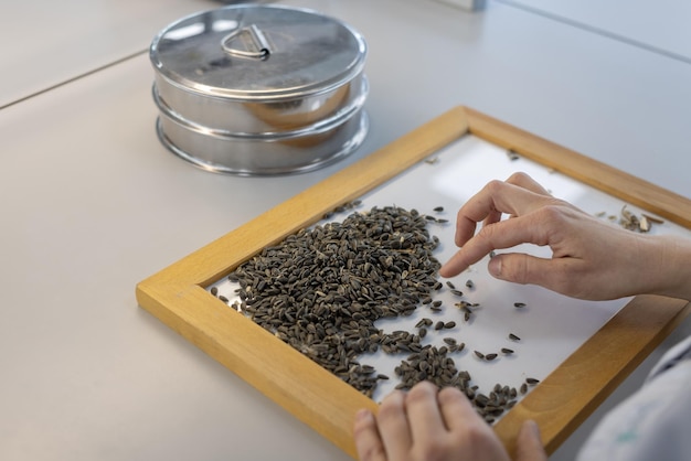 Foto laboratorio di qualità dei semi di grano e grano qualità dei semi