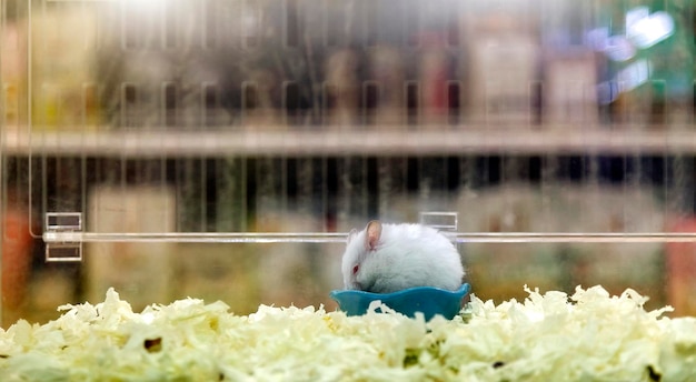 Laboratory rat looking scared trapped in a cage