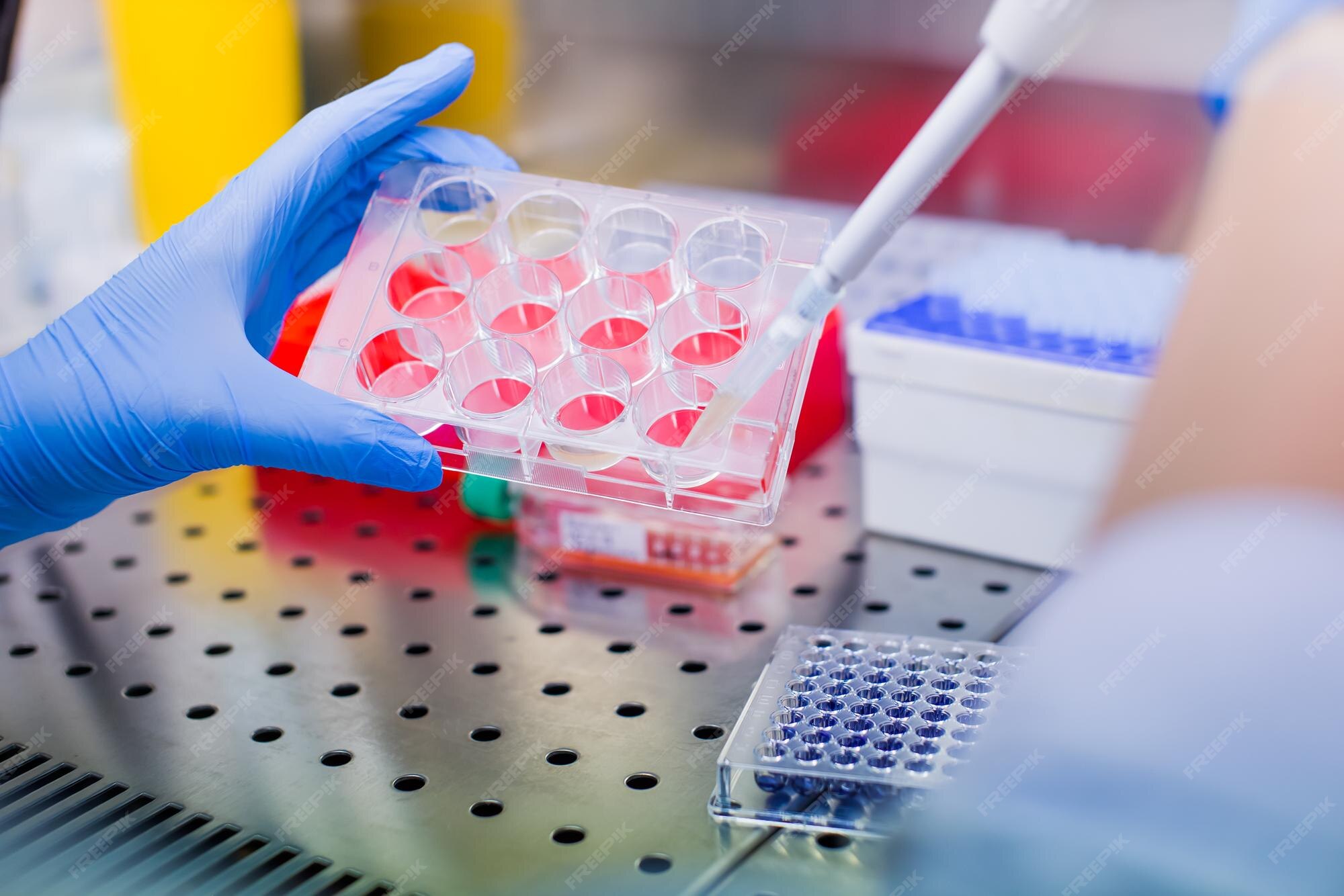 Premium Photo Laboratory work with tissue cultures