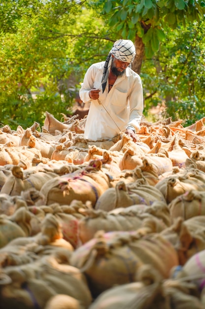 Laborers packing jute bags of corn