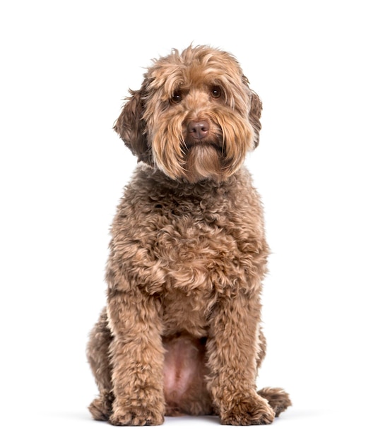 Labradoodle 2 years sitting against white background