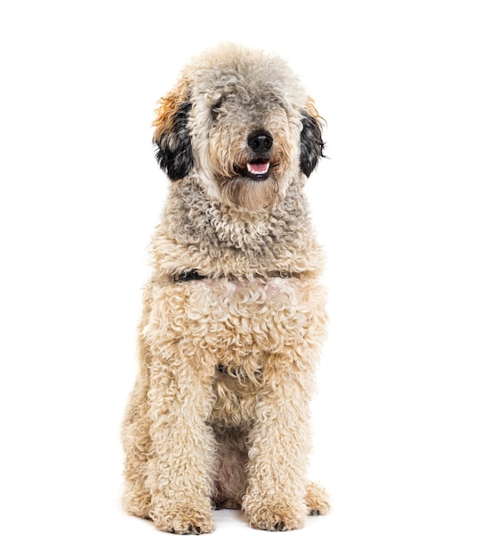 Labradoodle wearing a harness isolated on white