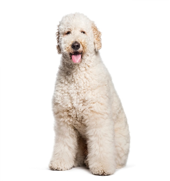 Labradoodle zit voor een wit oppervlak