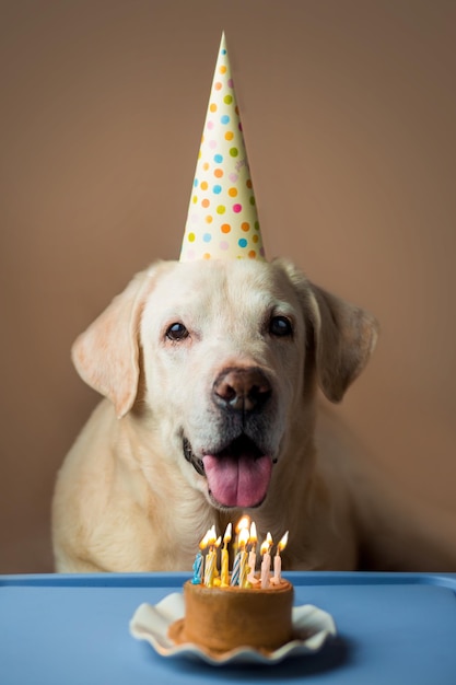 Labrador Birthday dog ​​with cake and candles Birthday candles for the dog Birthday of the dog