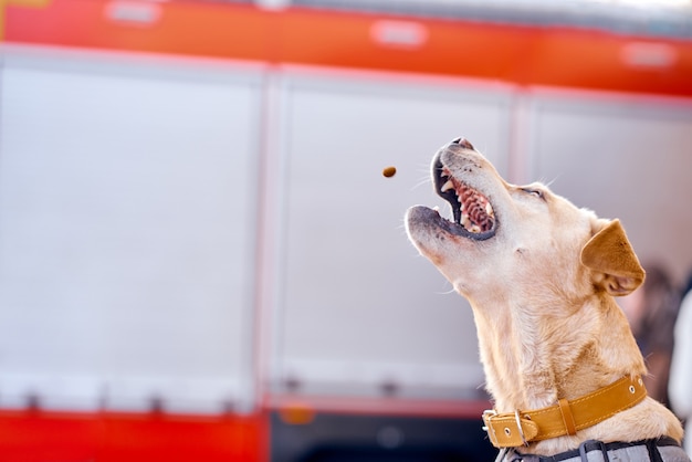 Photo labrador catches food in flight in the air for frozen moment. high quality photo