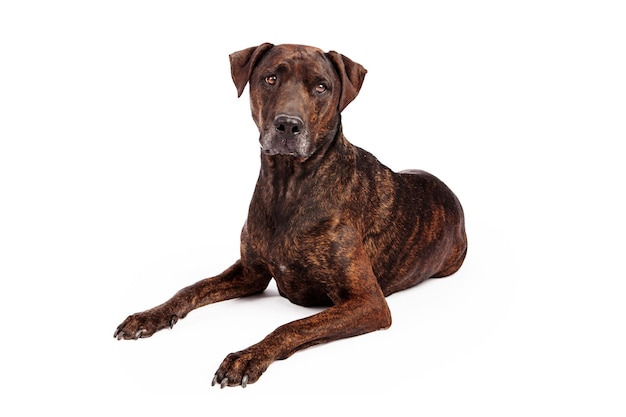 Labrador Crossbreed With Brindle Coat