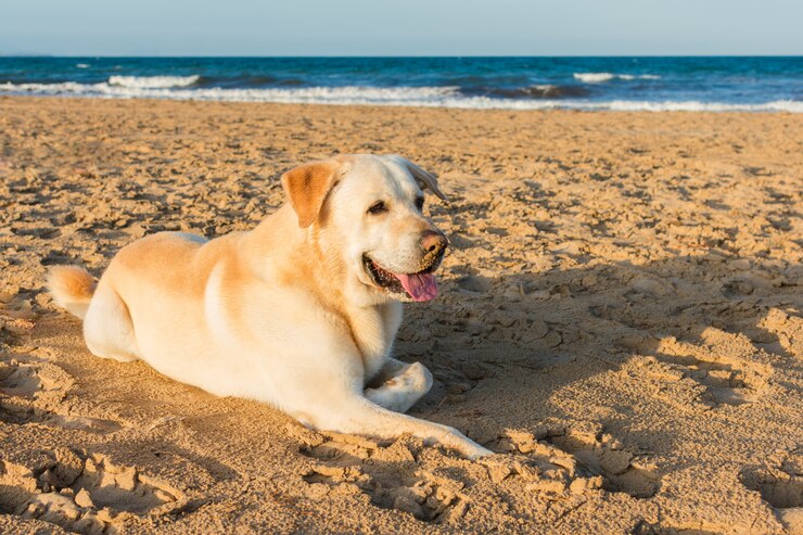 Labrador die bij het strand ligt.