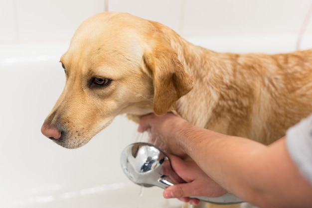 Labrador die een bad neemt.