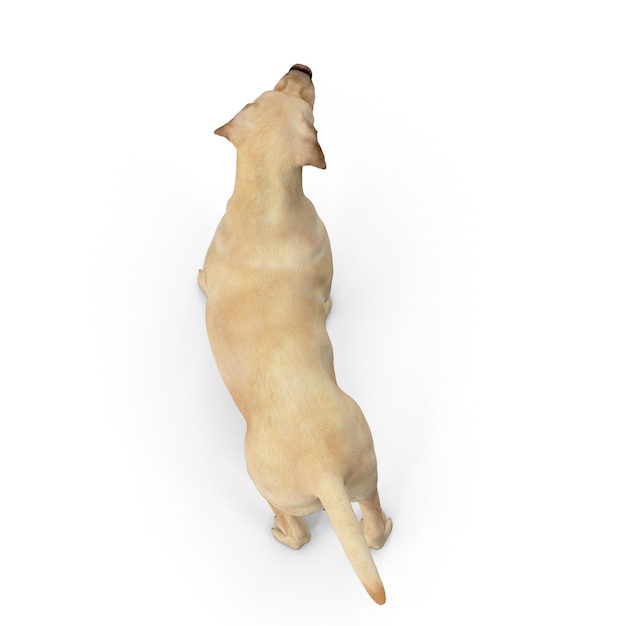 Foto cane labrador modellazione 3d file jpeg cane da compagnia realistico