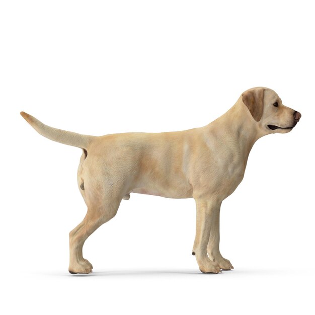 Labrador Dog 3D-modelling JPEG-bestand Realistische huisdierenhond