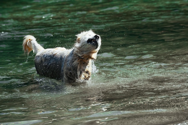 ラブラドール犬種が山の川で水浴びをする