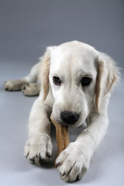 灰色の背景に骨を噛むラブラドール犬