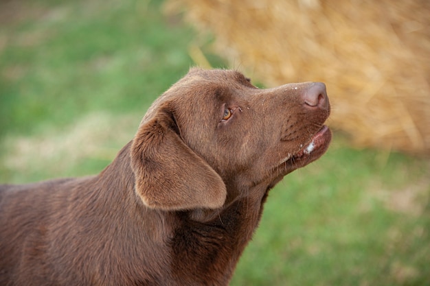 ラブラドール犬が田舎を背景にポートレートをクローズアップ