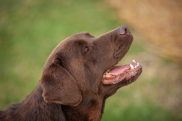 ラブラドール犬は田舎を背景に肖像画をクローズアップ