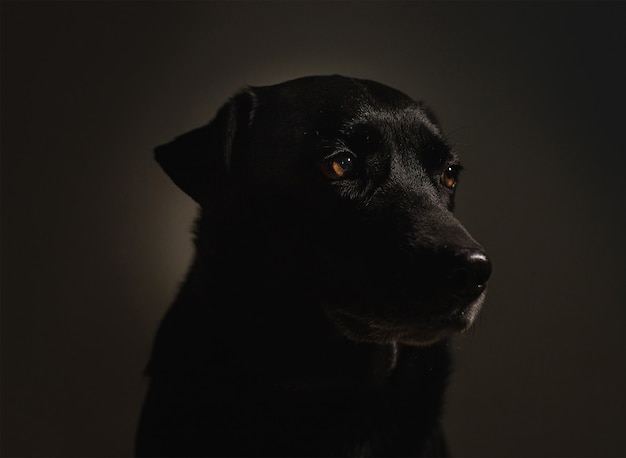 Labrador dog distracted isolated on dark