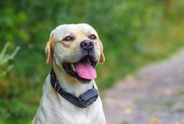 森の中のラブラドール犬