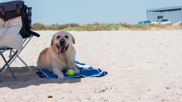 Labrador dog is lying on a beach towel