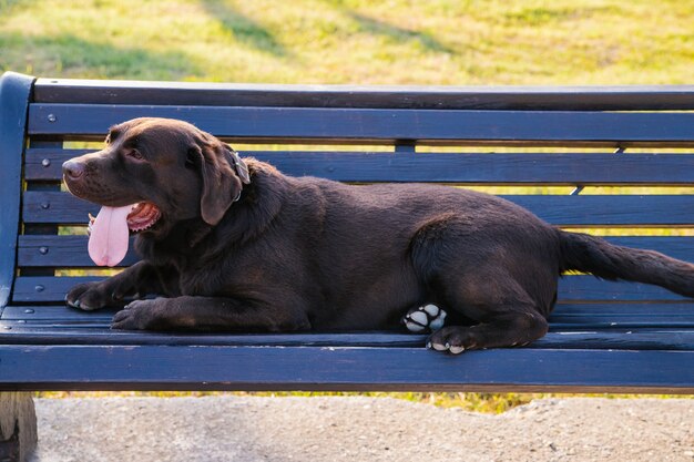 A Labrador dog is lying on a bench in the park. The wool is chocolate-colored. A pet on a walk.