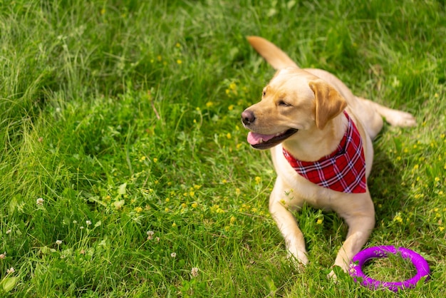 Labrador dog lies on the lawn with a toy ring