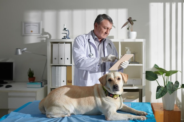 Cane labrador sdraiato sul divano in ward