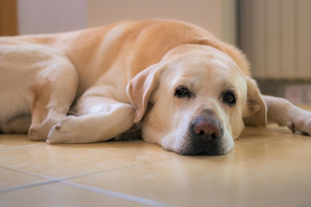 カメラを見て横になっているラブラドール犬