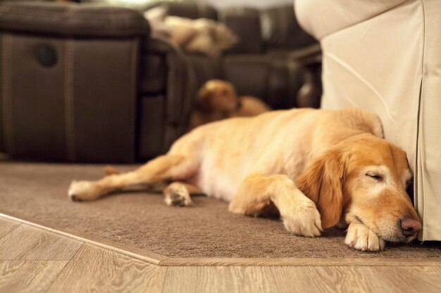 囲炉裏の上に横たわるラブラドール犬