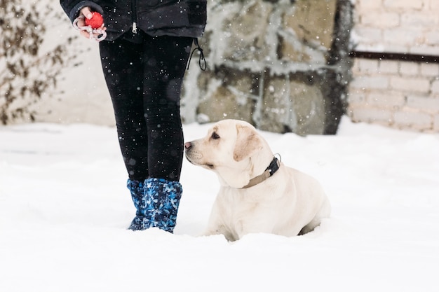 Labrador dog lying in the snow