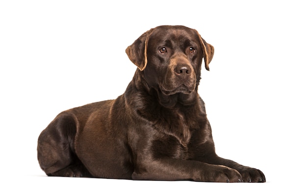 Labrador dog lying