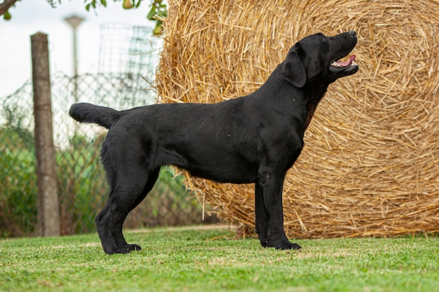 Labrador dog posing in a dog show with a countryside\
backdrop