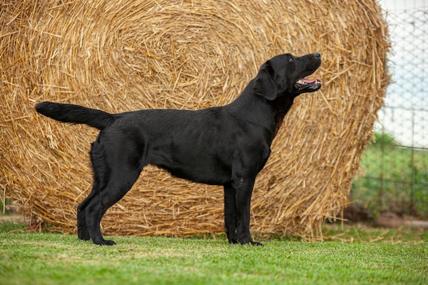 Labrador dog posing in a dog show with a countryside
backdrop