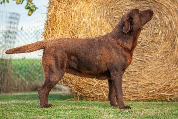 Labrador dog posing in a dog show with a countryside\
backdrop