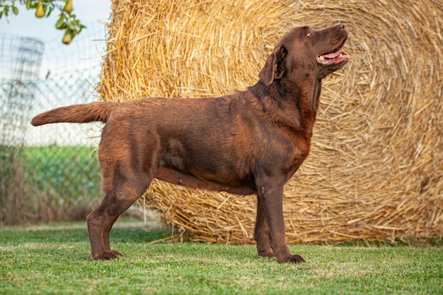 Labrador dog posing in a dog show with a countryside\
backdrop