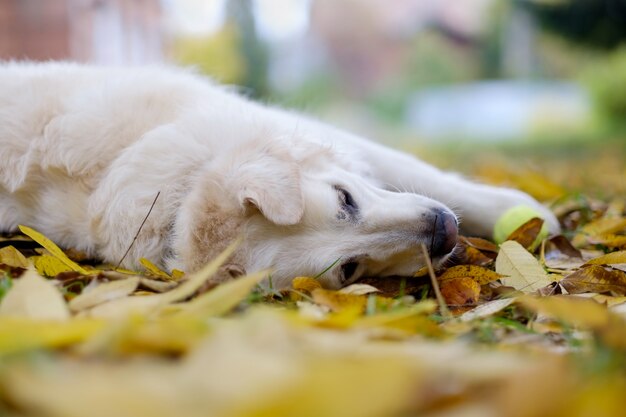 Лабрадор отдыхает в осенних листьях
