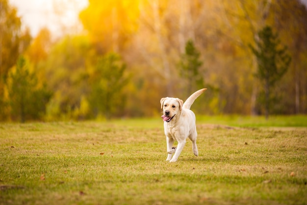 ラブラドール犬が秋の森を駆け抜けます。