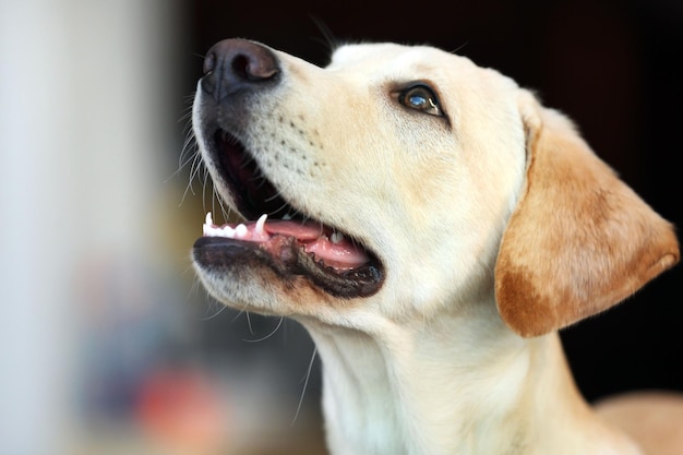 Labrador dog's head with open mouth on unfocused background closeup