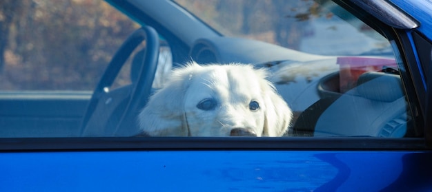 사진 래브라도 개가 차에 갇힌 채 창 밖을 내다보고 있습니다.