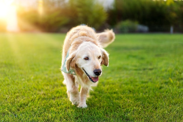 Foto cane labrador che cammina sull'erba all'aperto al ritratto del tramonto